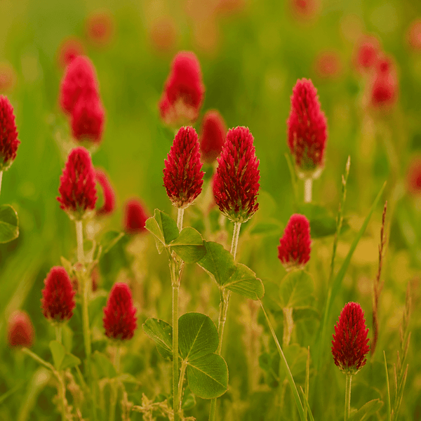 TRÉBOL ROJO
